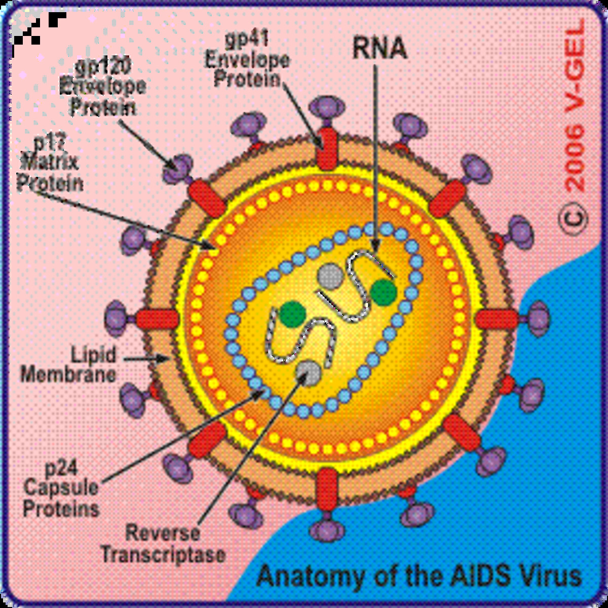 Спид ары. AIDS virus. AIDS information.